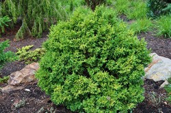 Chamaecyparis pisifera'Squarrosa Intermedia' — photo 2