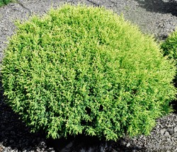 Chamaecyparis pisifera Cream Ball — photo 3
