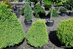 Chamaecyparis pisifera Cream Ball — photo 4