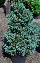 Chamaecyparis pisifera Cyano viridis — photo 5