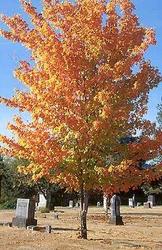 Acer saccharum 'Fall Fiesta' — photo 1