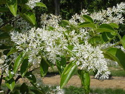 Chionanthus retusus — photo 1