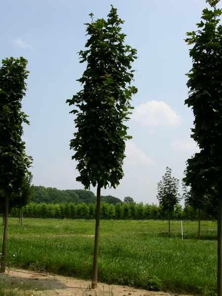 Acer saccharum 'Goldspire' — photo 1