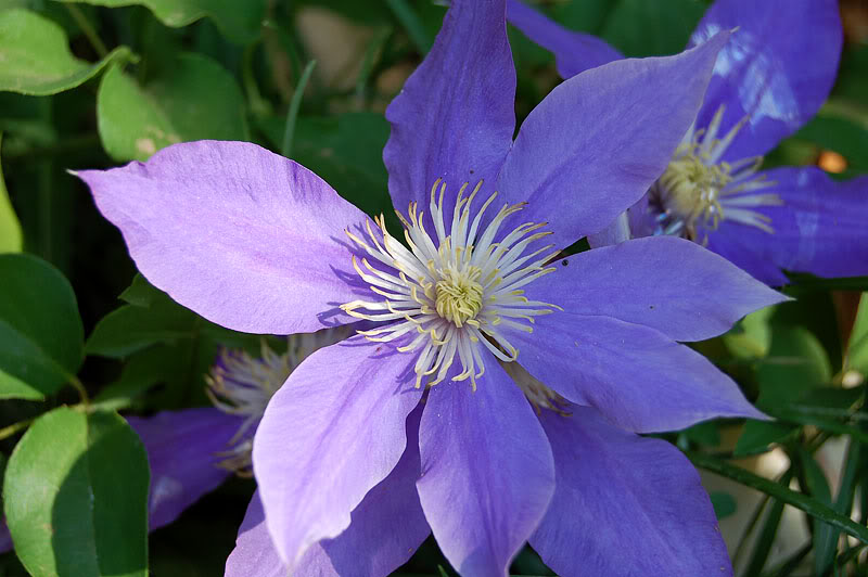 Clematis H.F. Young — photo 1