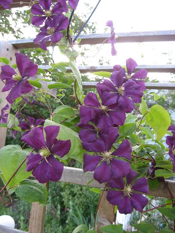 Clematis Jackmanii Superba — photo 1