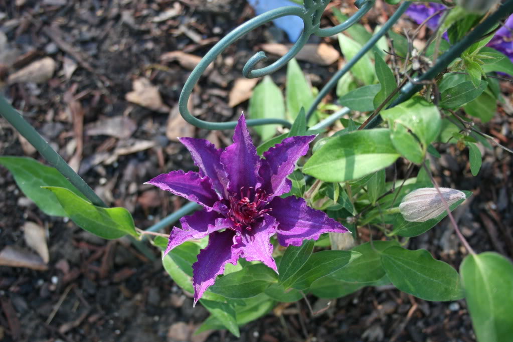 Clematis Marie Louise Jensen — photo 1