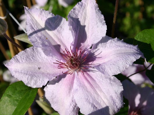 Clematis Marmori — photo 1