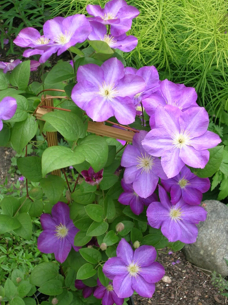 Clematis Miniseelik — photo 1