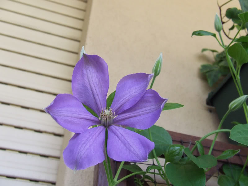 Clematis Miss Cholmondeley — photo 1