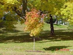 Acer saccharum 'Majesty' — photo 1
