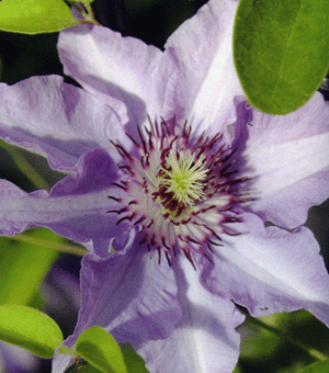 Clematis Pink Climador — photo 1