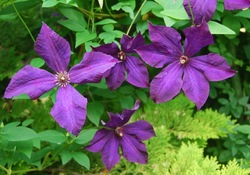 Clematis Polish Spirit — photo 2