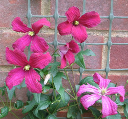 Clematis Polish Spirit — photo 3