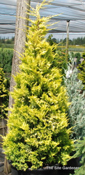 Cupressocyparis leylandii Gold Rider — photo 2