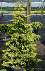 Cupressocyparis leylandii Gold Rider — photo 3