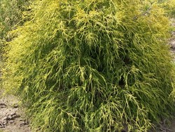 Chamaecyparis pisifera Aurea Nana — photo 2