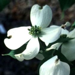 Cornus florida 'Appalachian Spring' — photo 4