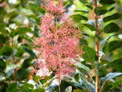 Cotinus coggygria Velvet Cloak — photo 3