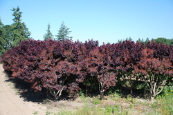 Cotinus coggygria Velvet Cloak — photo 4