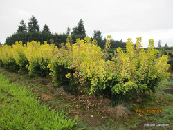 Cotinus coggyria 'Golden Spirit' — photo 2