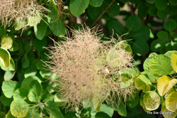 Cotinus coggyria 'Golden Spirit' — photo 3