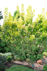 Cotinus coggyria 'Golden Spirit' — photo 4
