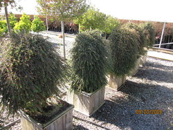 Cotoneaster adpressus Praecox — photo 2