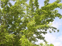 Crataegus Crimson Cloud — photo 2