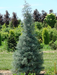 Cupressus glabra Blue Ice — photo 2