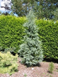 Cupressus glabra Blue Ice — photo 4