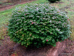 Euonymus alatus Little Moses — photo 3