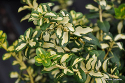 Euonymus fortunei 'Blondy' — photo 1
