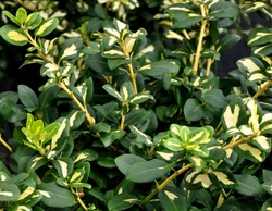 Euonymus fortunei 'Blondy' — photo 2