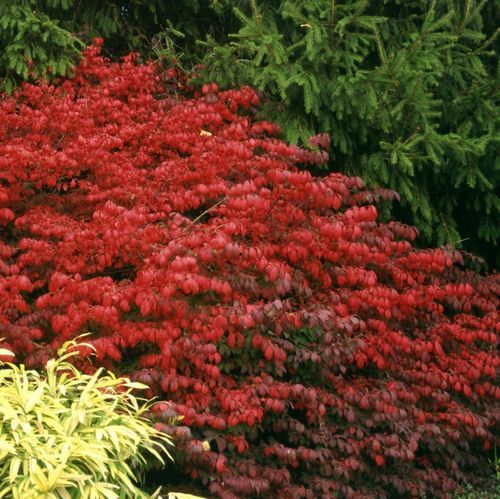 Euonymus alata Fireball — photo 1