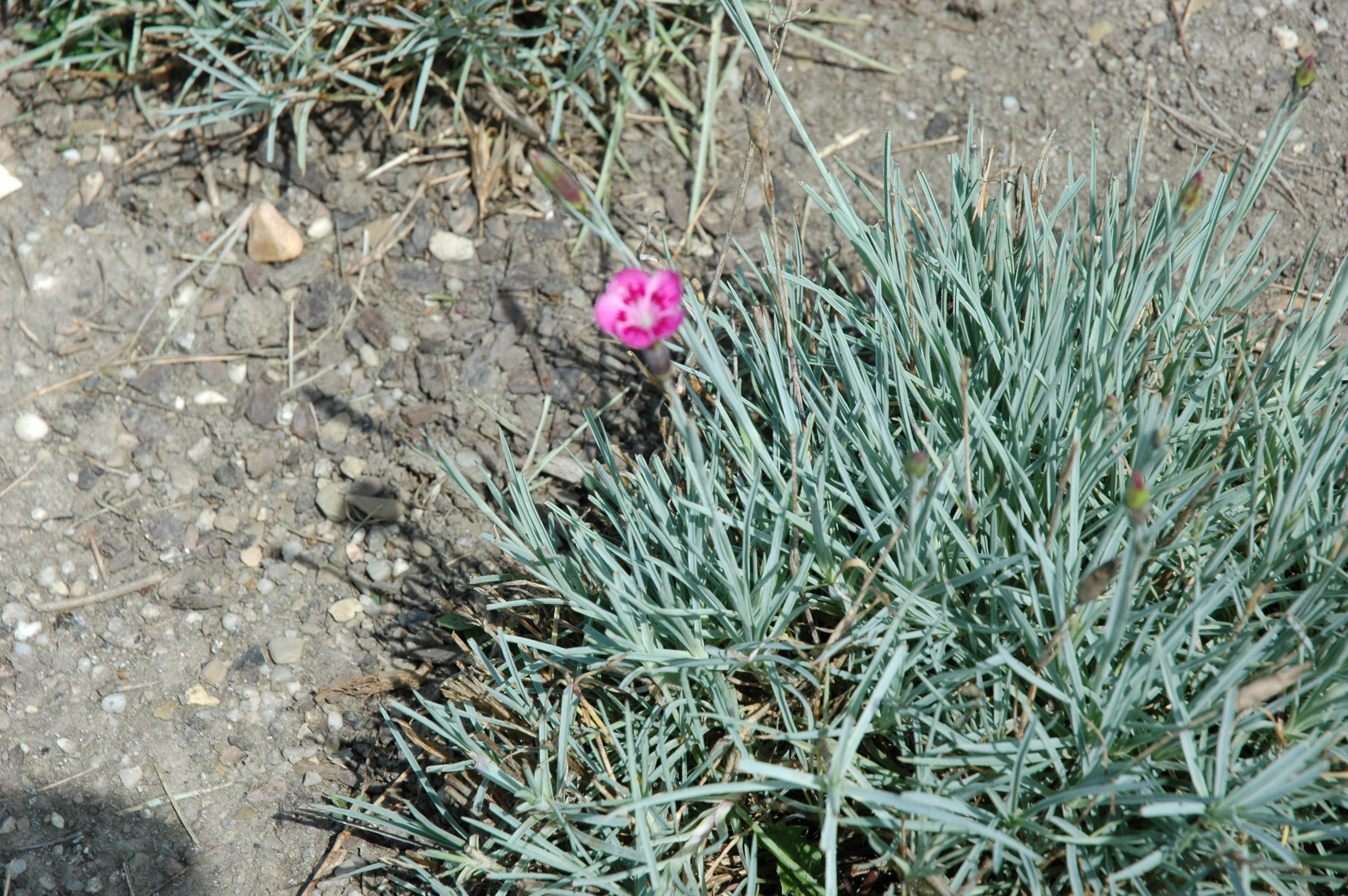 Dianthus Pixie Star
