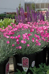 Dianthus gratianopolitanus 'Firewitch' — photo 1