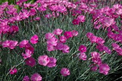 Dianthus gratianopolitanus 'Firewitch' — photo 2