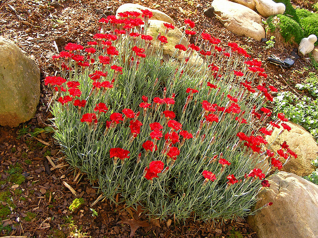Dianthus 'Fire Star' — photo 1