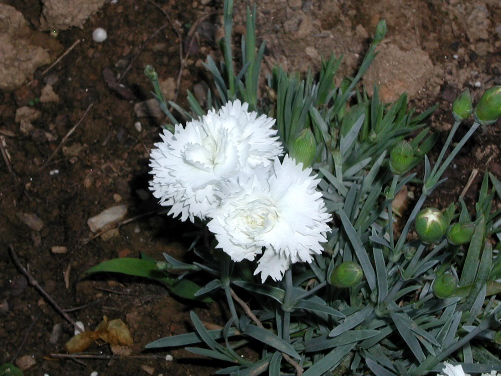 Dianthus Arctic Star — photo 1