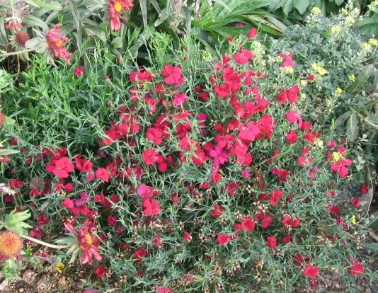 Dianthus deltoides Zing Rose — photo 1