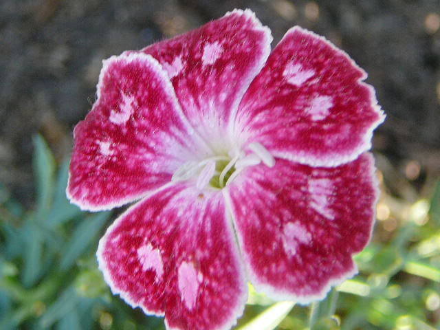 Dianthus Double Spotty — photo 1