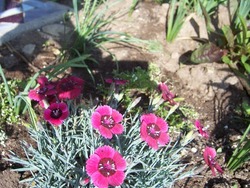 Dianthus Eastern Star — photo 1
