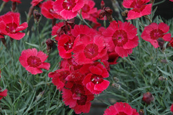 Dianthus Eastern Star — photo 2