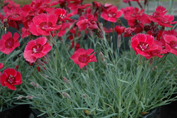 Dianthus Eastern Star — photo 3