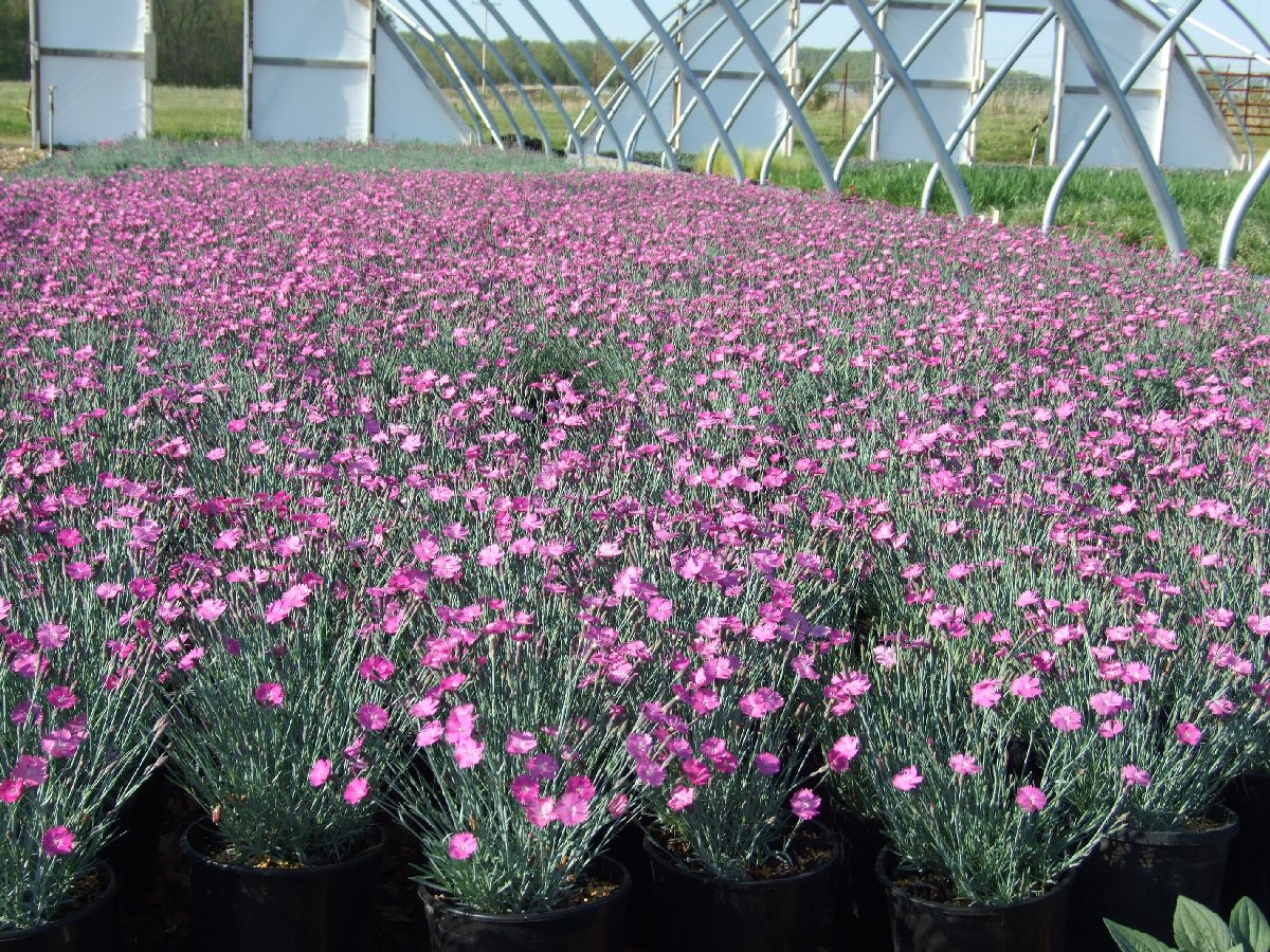 Dianthus Firewitch — photo 1