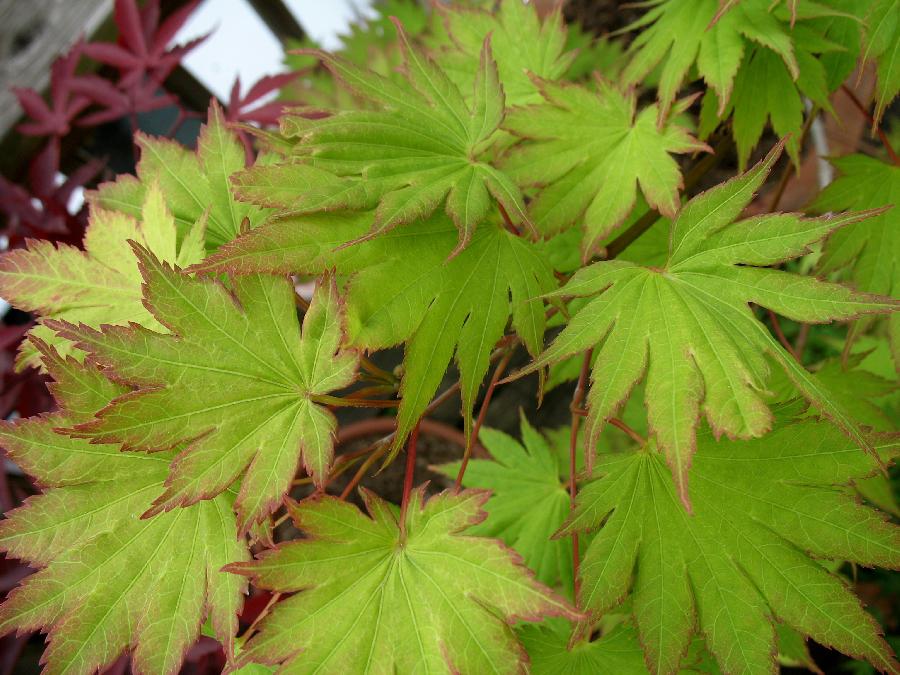 Acer shirasawanum 'Palmatifolium' — photo 1
