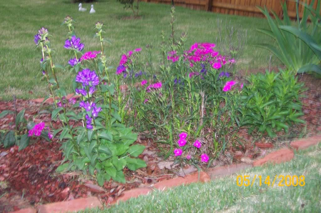 Dianthus Neon Star — photo 1