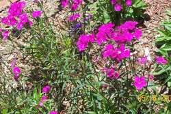 Dianthus Neon Star — photo 2