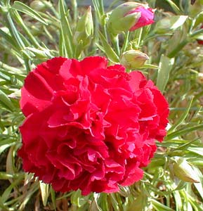 Dianthus plumarius Desmond
