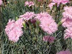 Dianthus gratianopolitanus Mountain Mist — photo 1